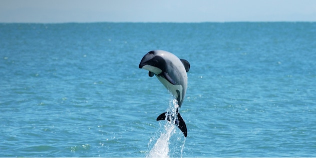 Ontdek de leukste bezienswaardigheden in Akaroa