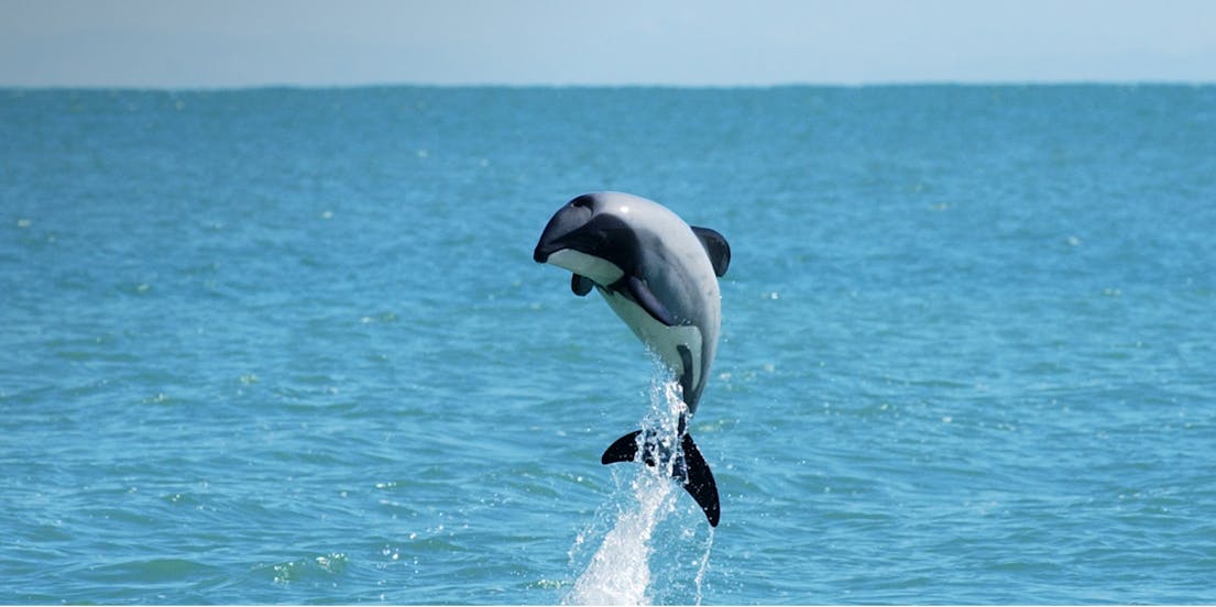 Descubre las mejores cosas que hacer en Akaroa