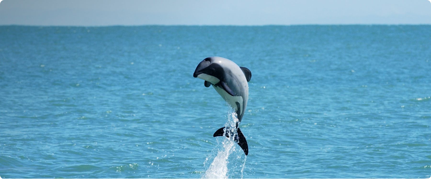 Dolphin leaping from the water in Akaroa, New Zealand.