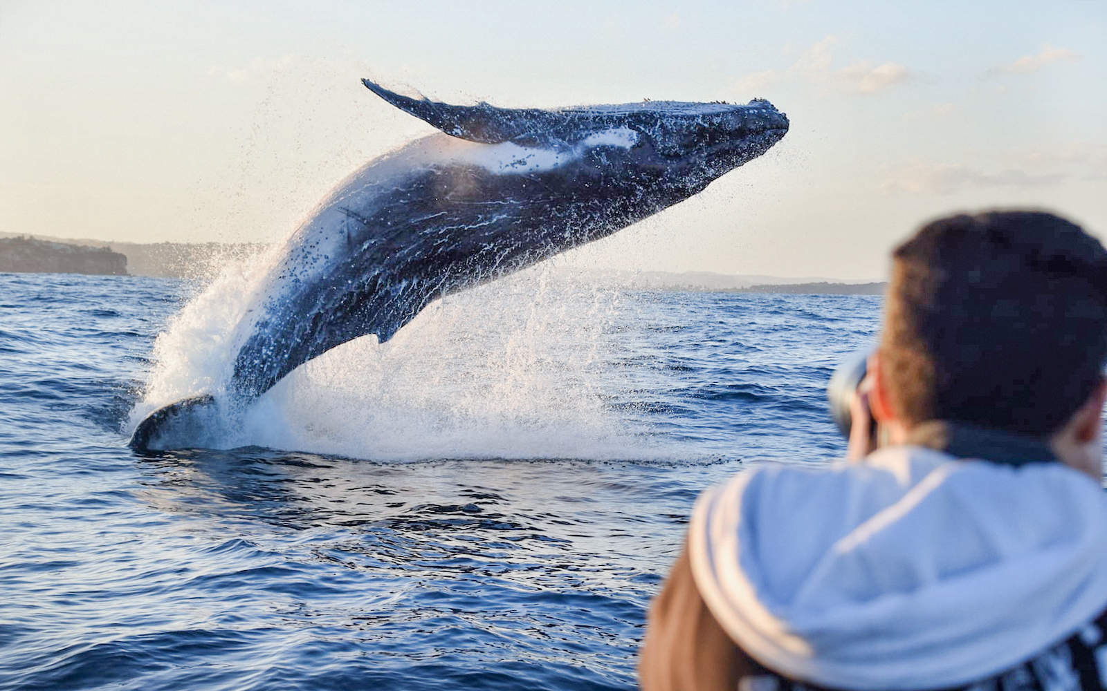 Whale breaching near inflatable boat during Sydney adventure cruise.