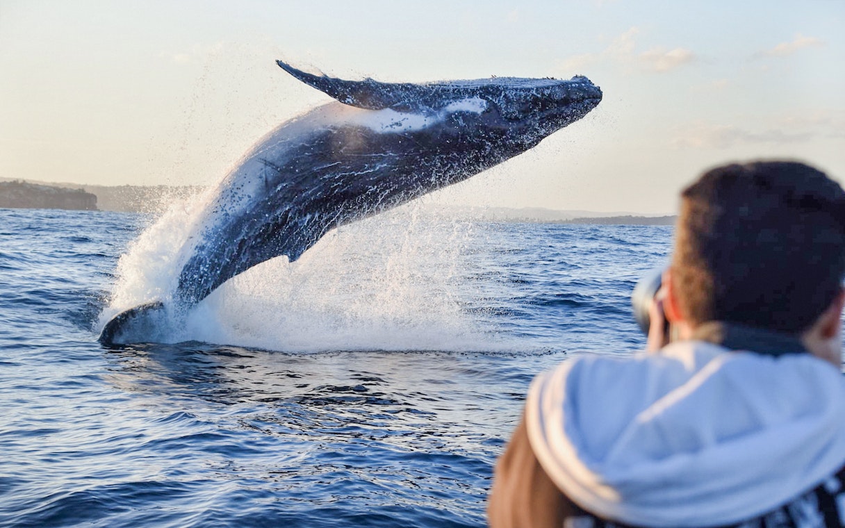 Whale breaching near inflatable boat during Sydney adventure cruise.