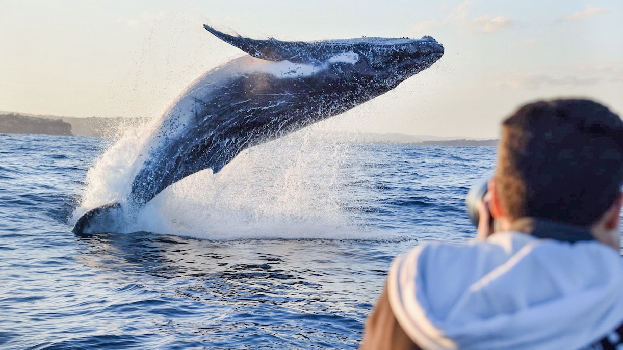 whale watching Skjervoy