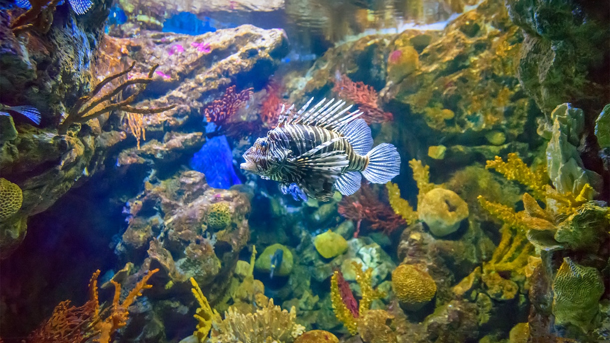 Visitors exploring the underwater tunnel at Barcelona Aquarium, surrounded by diverse marine life.
