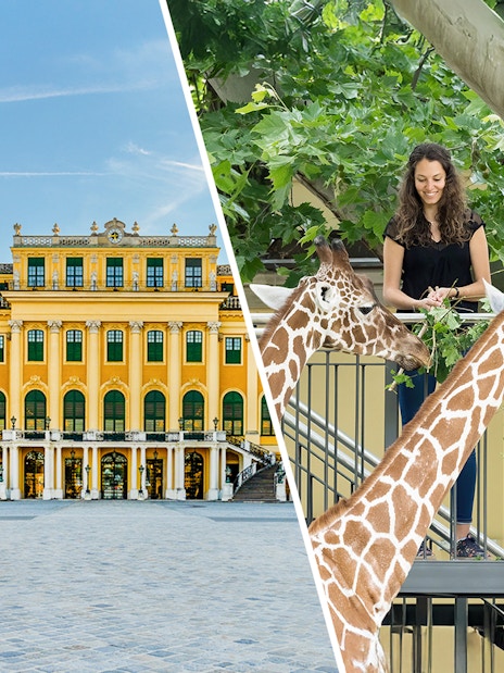Courtyard of Schönbrunn Palace in Vienna and people feeding giraffes at a zoo.