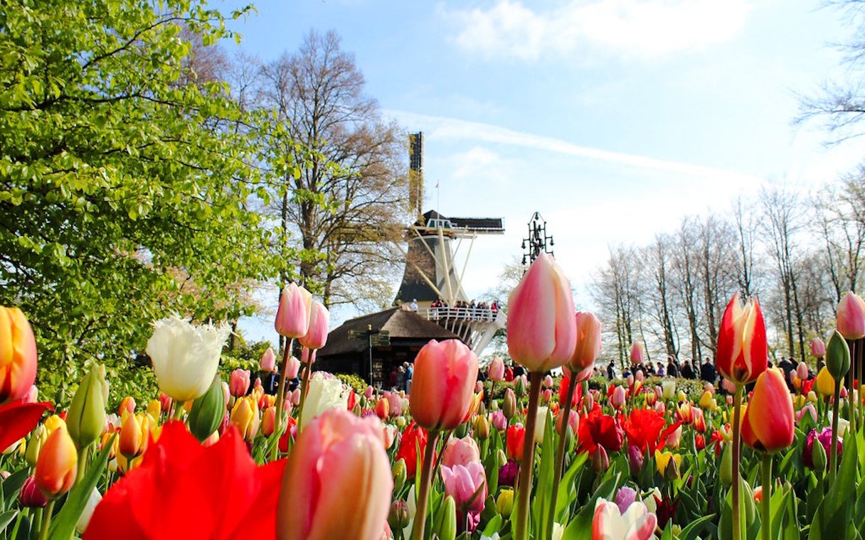 Tulips in bloom at Keukenhof Gardens with a windmill in Amsterdam.