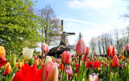 Tulips in bloom at Keukenhof Gardens with a windmill in Amsterdam.