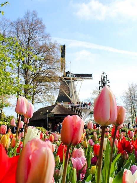 Tulips in bloom at Keukenhof Gardens with a windmill in Amsterdam.