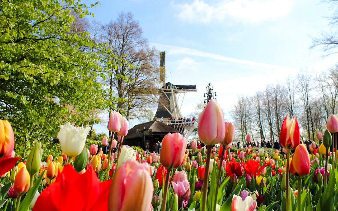 From Amsterdam: Keukenhof & Tulip Farm Full-Day Trip with Windmill Cruise — 2