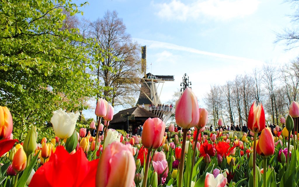 Tulips in bloom at Keukenhof Gardens with a windmill in Amsterdam.