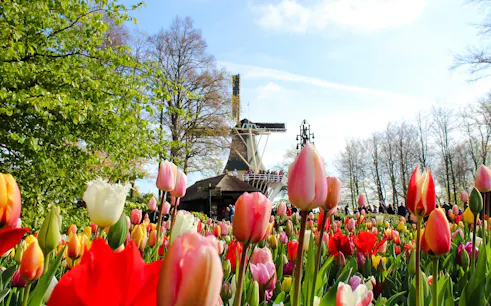 Tulips in bloom at Keukenhof Gardens with a windmill in Amsterdam.