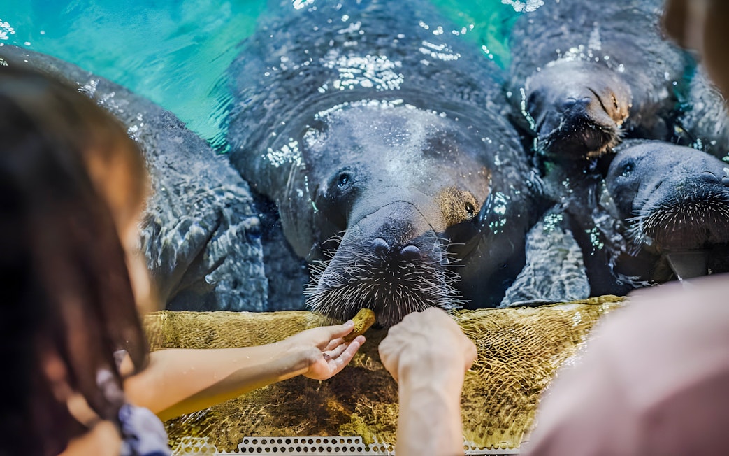Feeding manatees at River Wonders, Mandai Wildlife Reserve.