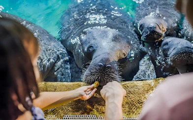 Feeding manatees at River Wonders, Mandai Wildlife Reserve.