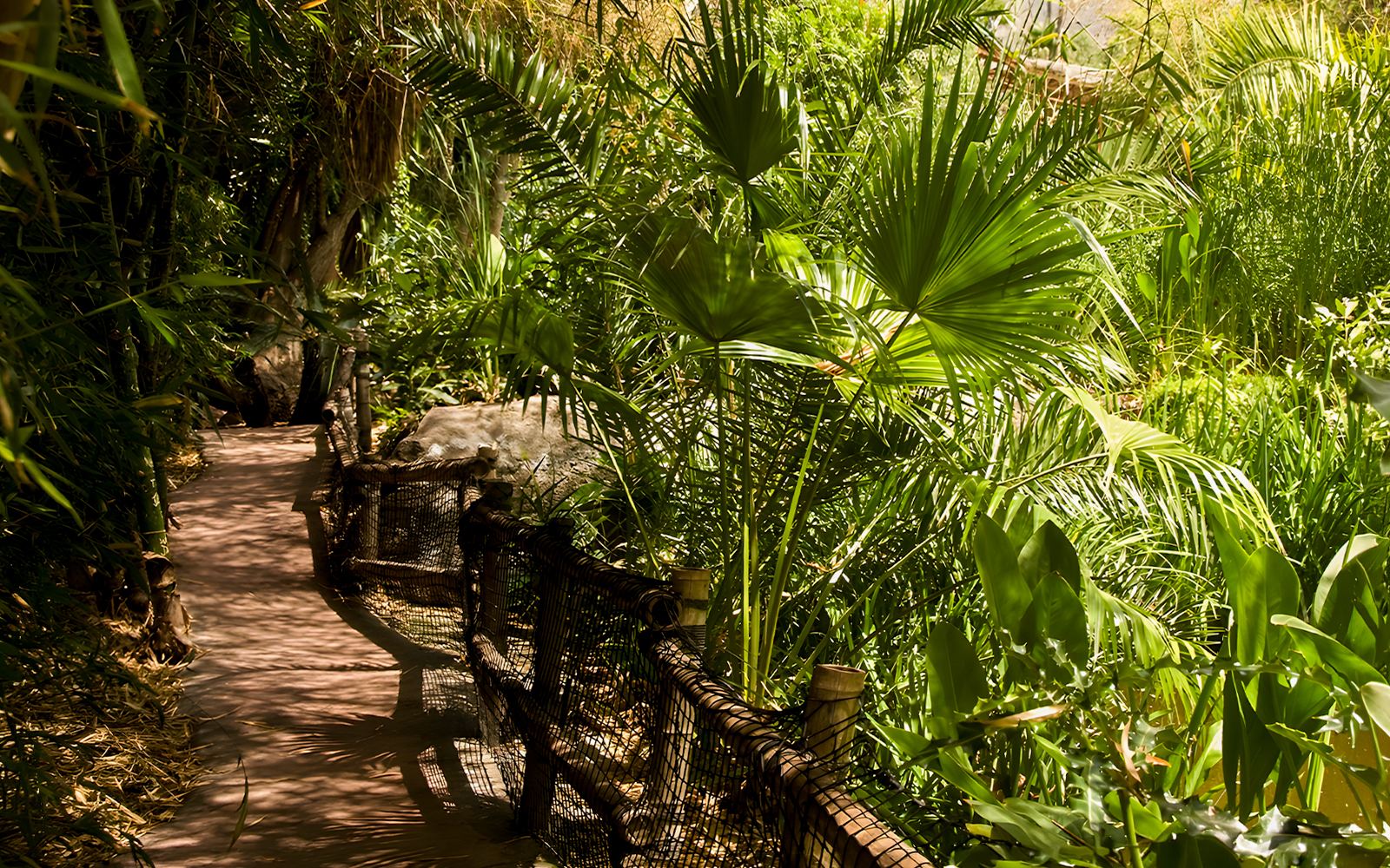 Pathway through lush greenery at Jungle Park Tenerife.