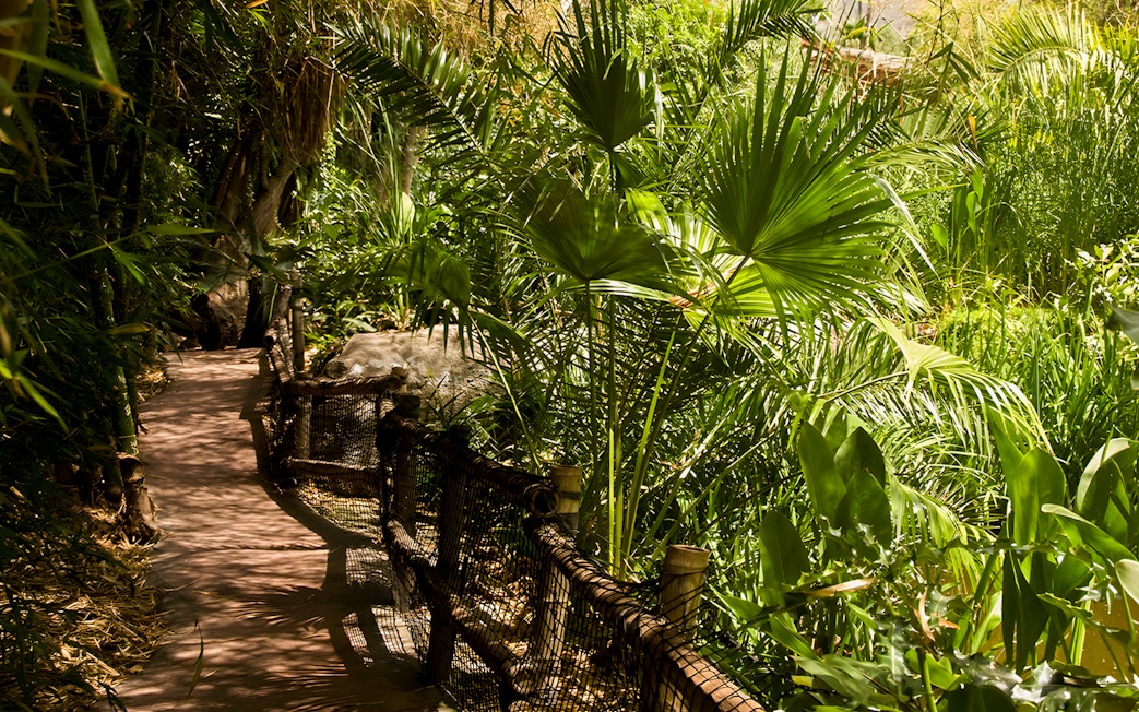 Pathway through lush greenery at Jungle Park Tenerife.