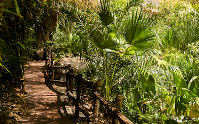 Pathway through lush greenery at Jungle Park Tenerife.