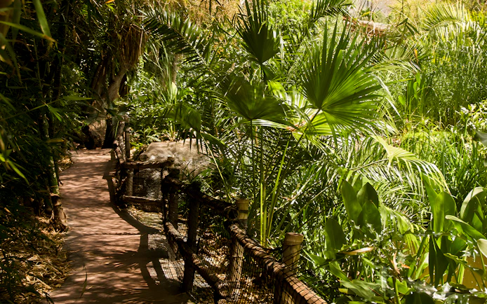 Pathway through lush greenery at Jungle Park Tenerife.