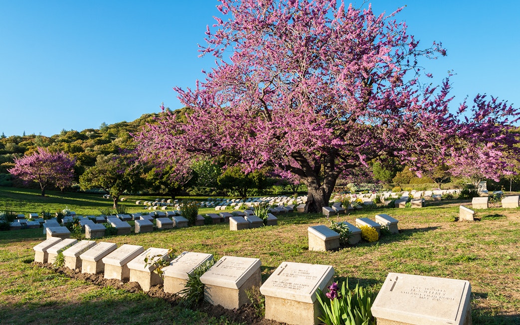 Graves and blooming tree at Gallipoli Peninsula cemetery, Turkey.