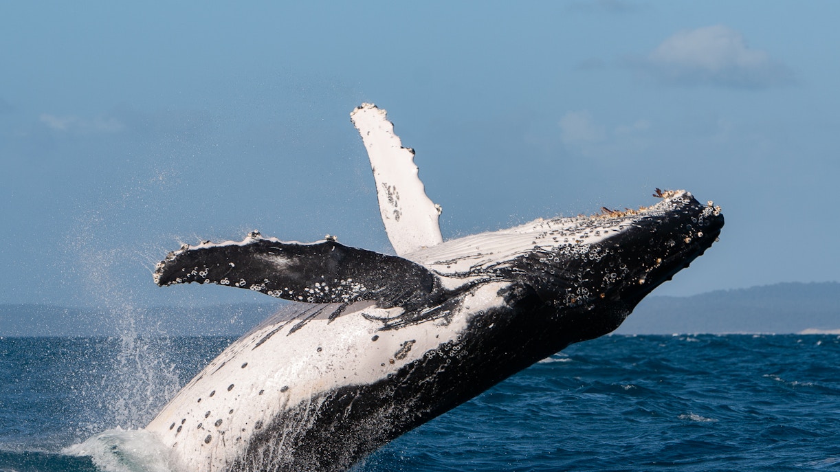 Humpback whale breaching in Hervey Bay, displaying white underside and fins.