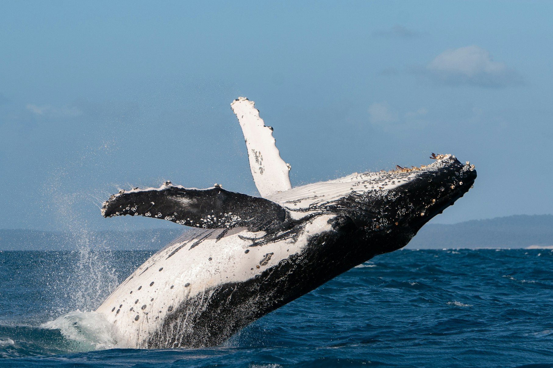 Humpback whale breaching in Hervey Bay, displaying white underside and fins.