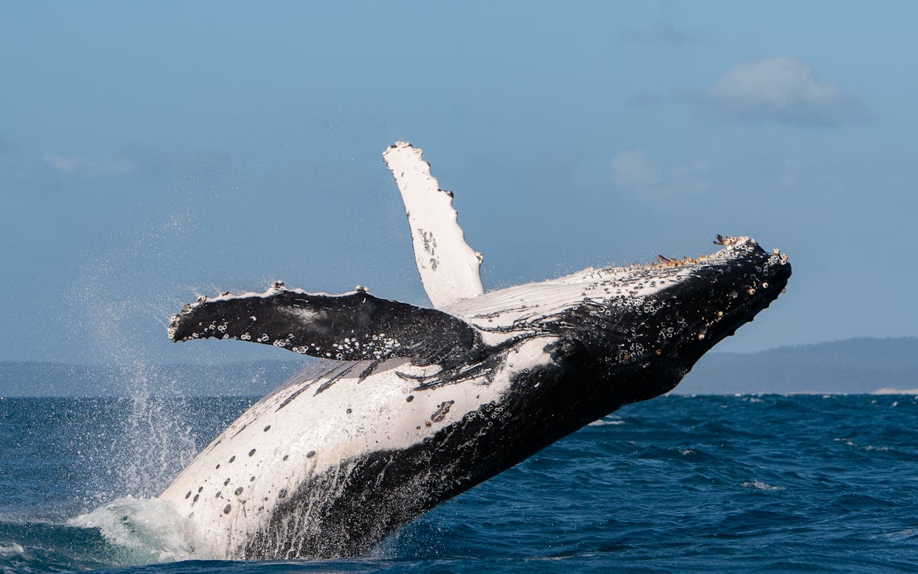 Humpback whale breaching in Hervey Bay, displaying white underside and fins.