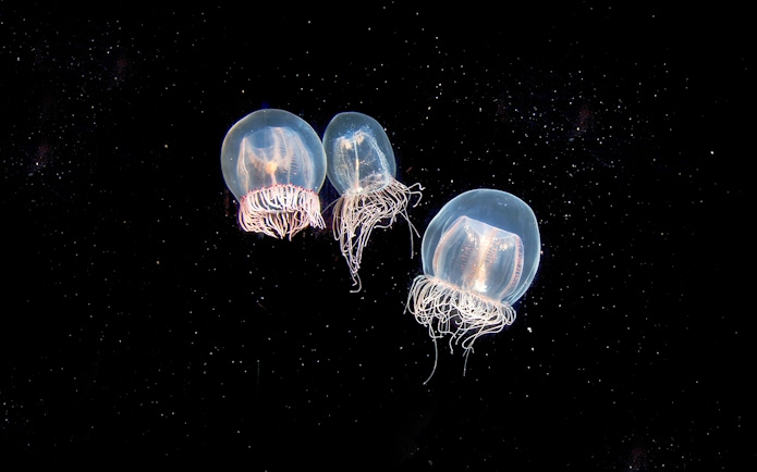 Jellyfish swimming at Aquarium of the Pacific exhibit.