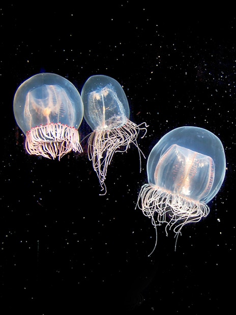 Jellyfish swimming at Aquarium of the Pacific exhibit.