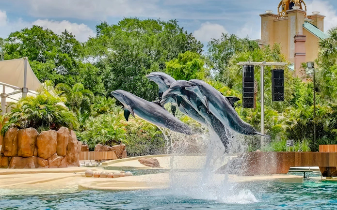 Dolphins leaping from water at SeaWorld Orlando's Dolphin Adventures.