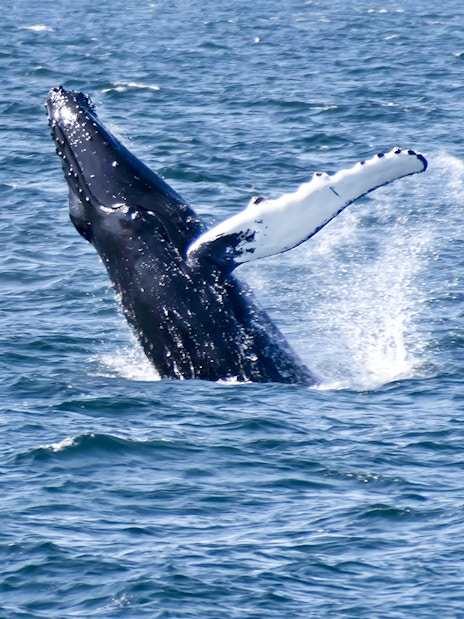Whale breaching during a whale watching tour in Reykjavik.