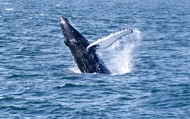 Whale breaching during a whale watching tour in Reykjavik.