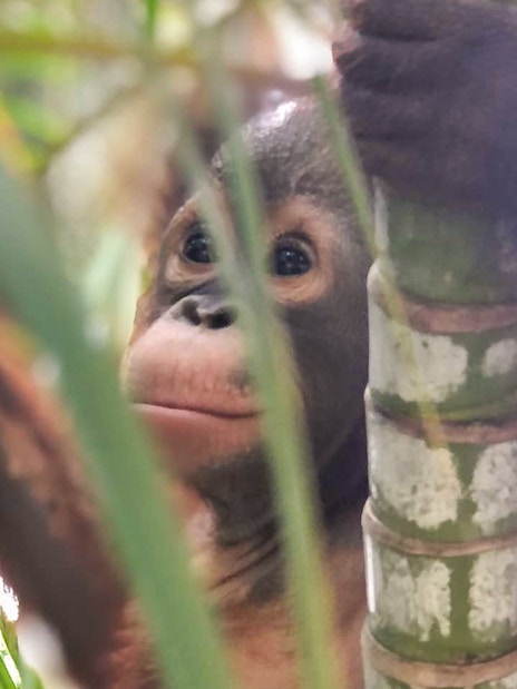 Orangutan holding bamboo at A'Famosa Melaka Safari Wonderland.