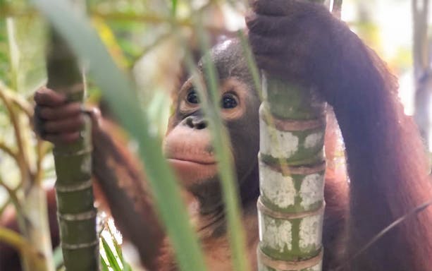 Orangutan holding bamboo at A'Famosa Melaka Safari Wonderland.