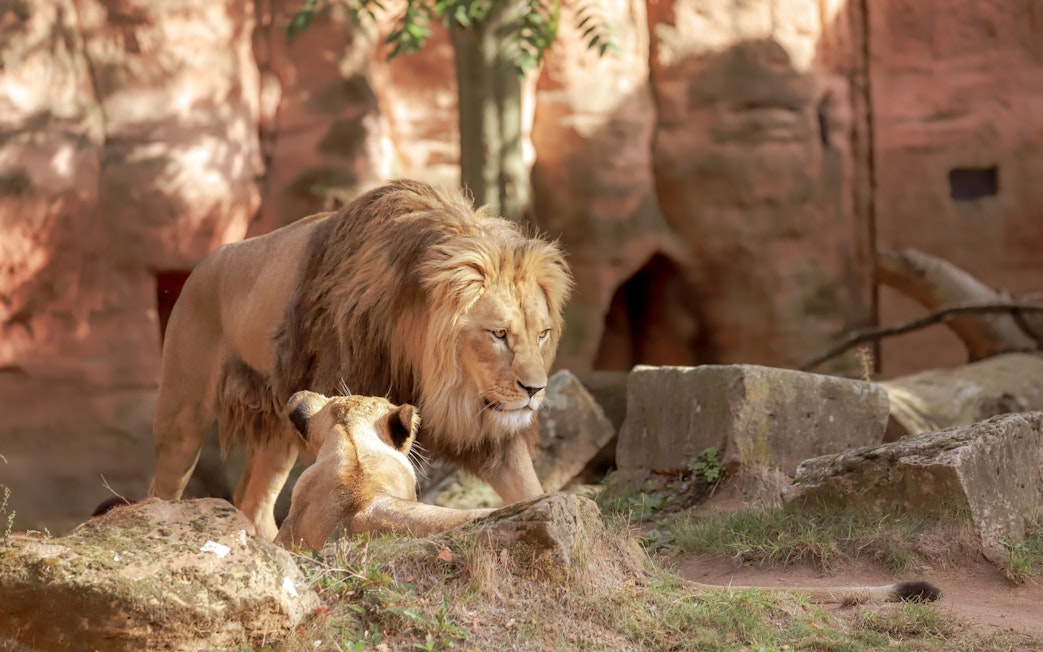 Lions resting in a naturalistic habitat at Bioparc Valencia.