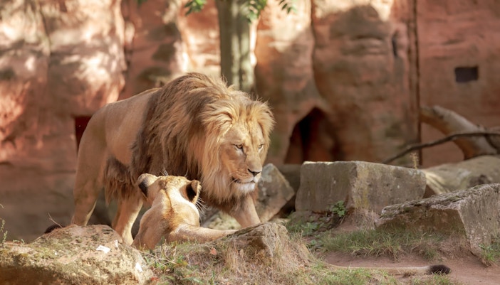 Bioparc Valencia Tickets