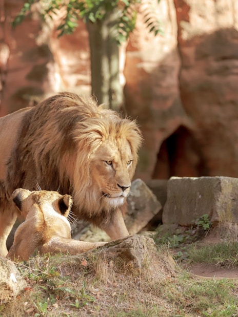 Lions resting in a naturalistic habitat at Bioparc Valencia.