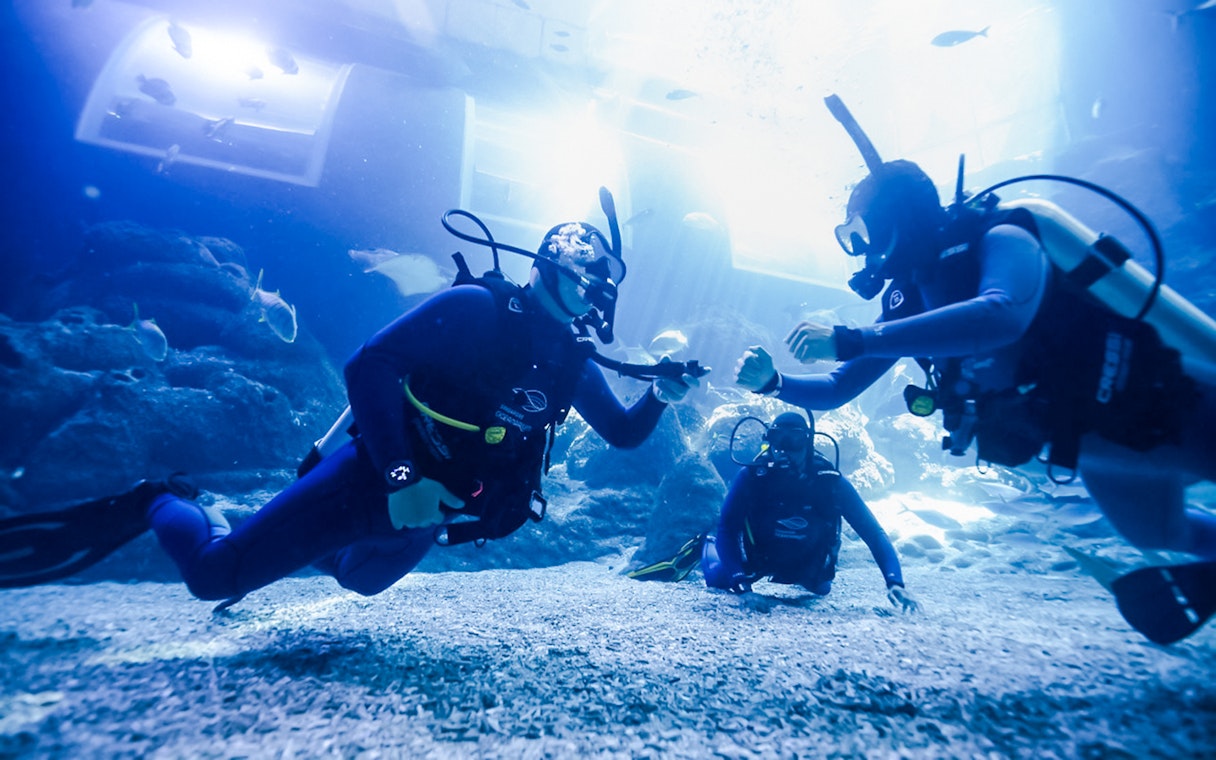 Scuba divers participating in a PADI shark diving program underwater.