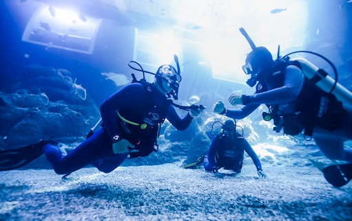 Scuba divers participating in a PADI shark diving program underwater.