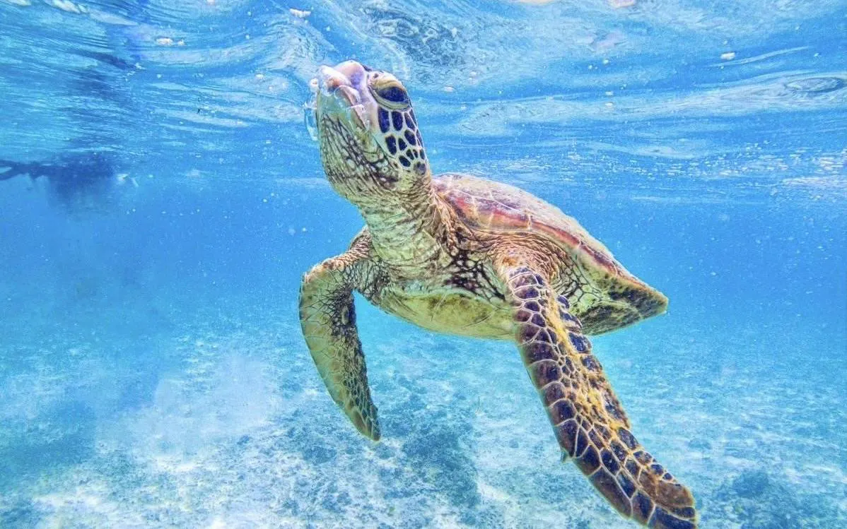 Sea turtle swimming underwater in Okinawa during snorkeling tour.