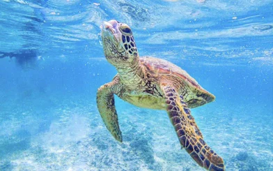 Sea turtle swimming underwater in Okinawa during snorkeling tour.