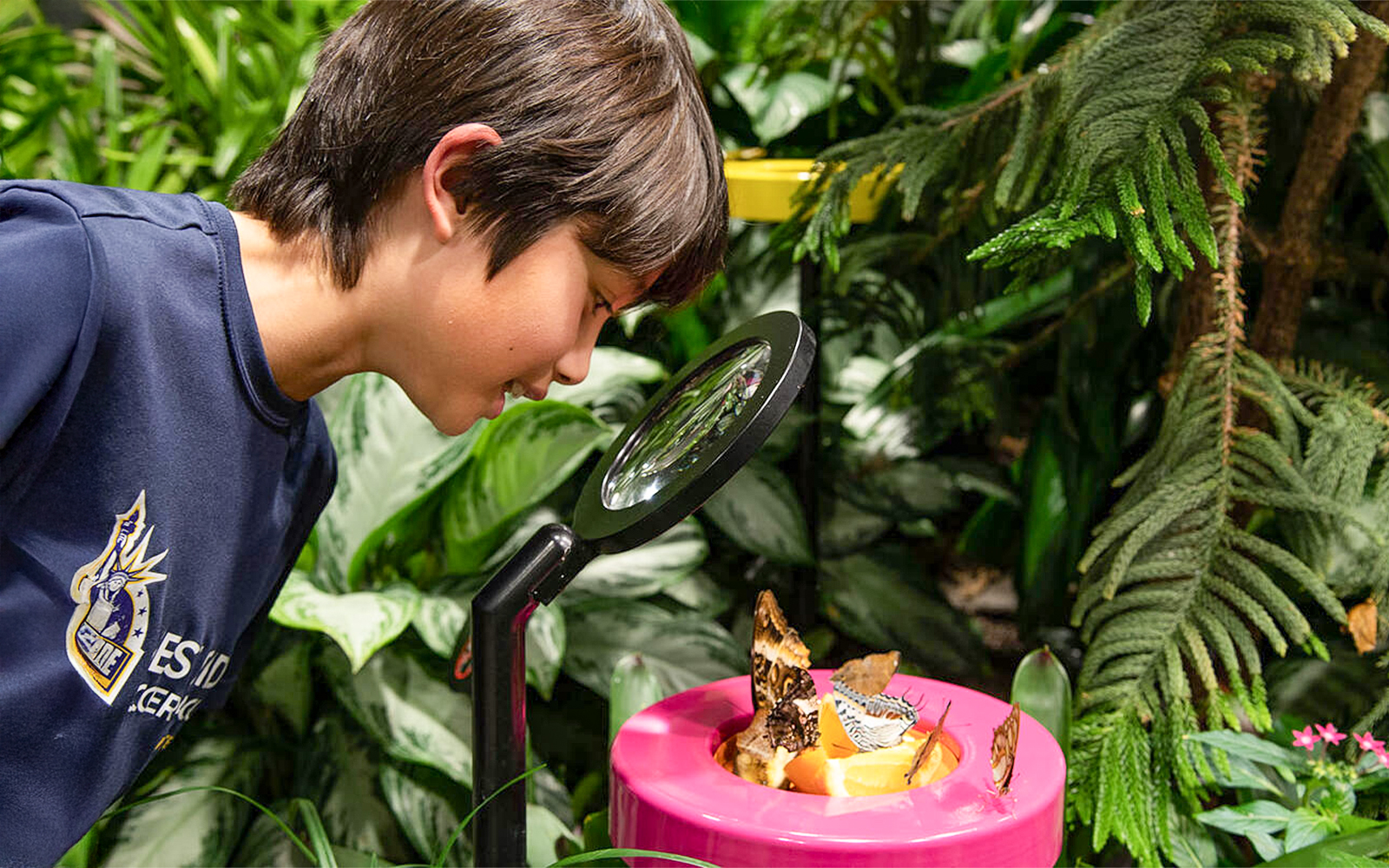 Visitor observing butterflies feeding in Davis Family Butterfly Vivarium, American Museum of Natural History, New York.