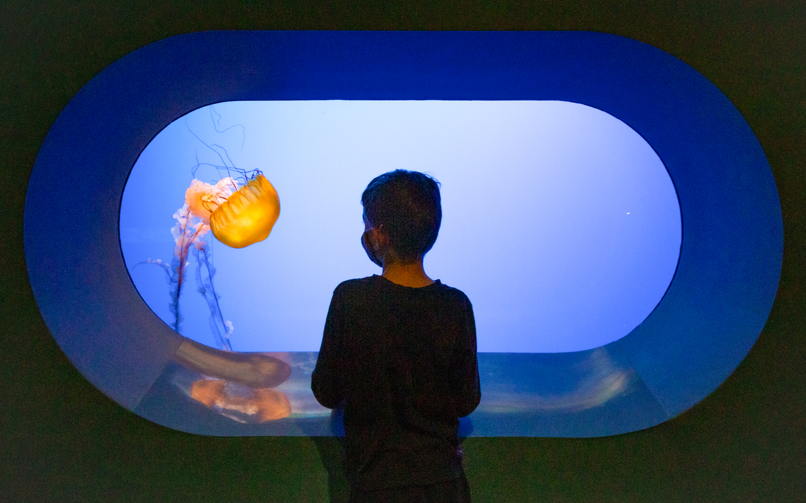 California Academy of Sciences rainforest exhibit with visitors exploring San Francisco.