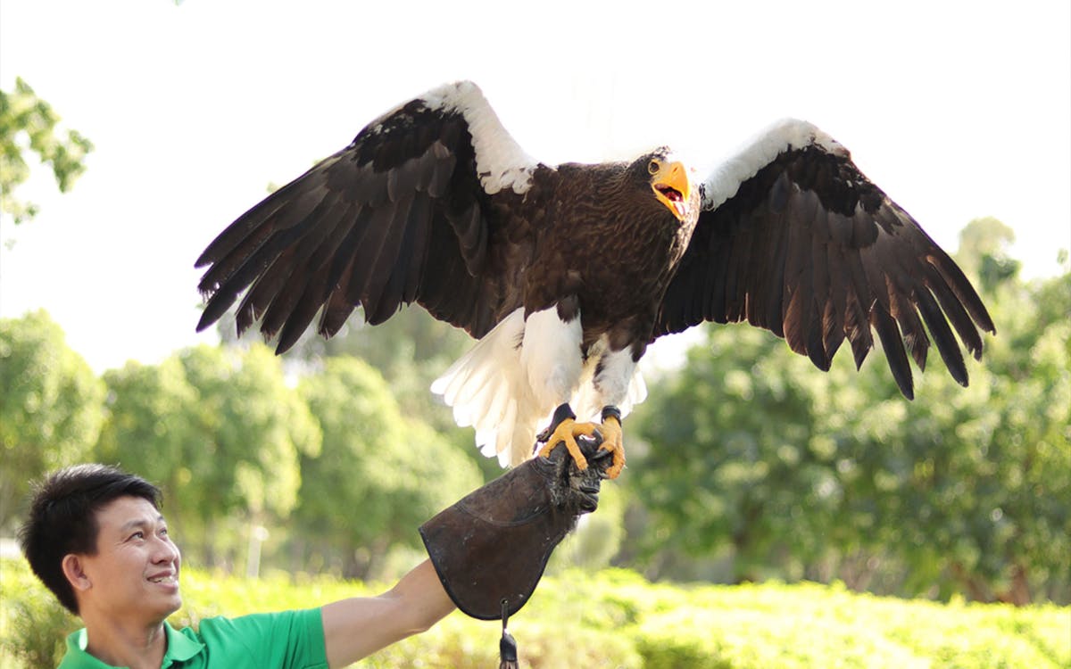 dubai dolphinarium tickets: creek park exotic bird show-10 dubai dolphinarium tickets: creek park exotic bird show-10