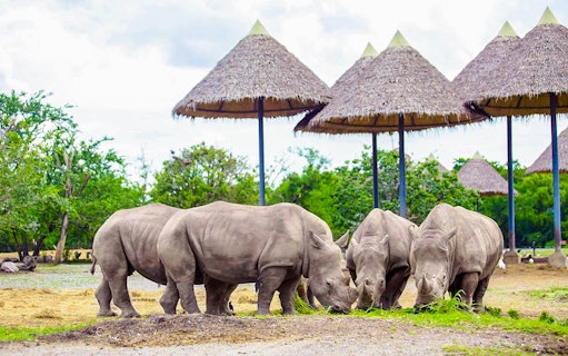 Rhinos grazing under thatched shelters at Safari World.