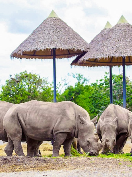 Rhinos grazing under thatched shelters at Safari World.