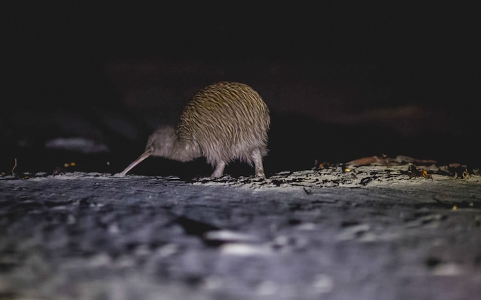 Kiwi bird foraging on the ground in a dark natural setting.