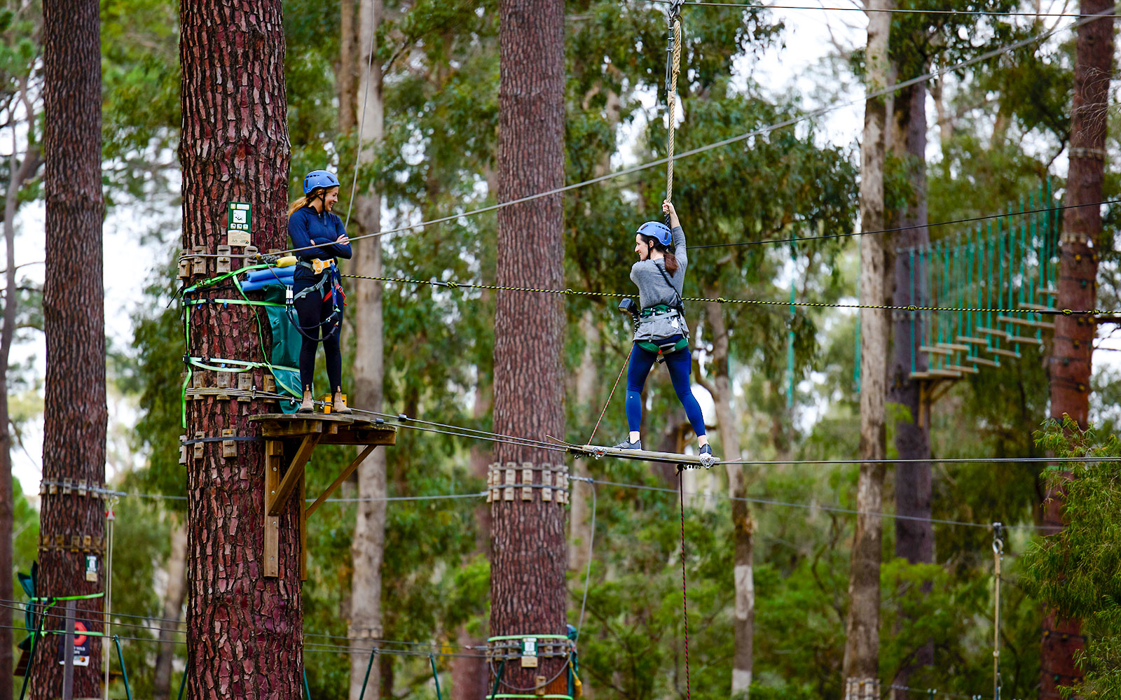 Person navigating a high ropes course in Ludlow Tuart Forest, Western Australia.