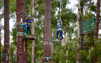 Person navigating a high ropes course in Ludlow Tuart Forest, Western Australia.