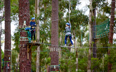 Person navigating a high ropes course in Ludlow Tuart Forest, Western Australia.
