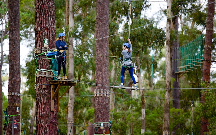 Person navigating a high ropes course in Ludlow Tuart Forest, Western Australia.