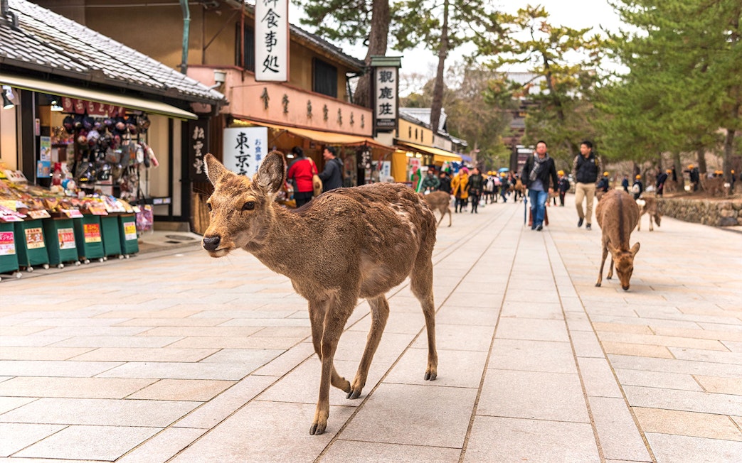 Deer walking along a street in Nara, Japan, with shops and people in the background.