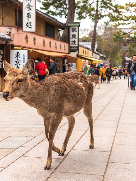 Deer walking along a street in Nara, Japan, with shops and people in the background.